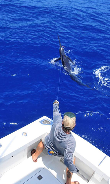 ANGLER: charter client SPECIES: Blue Marlin WEIGHT: Est 550lb LURE: JB Lures XXL Dingo.